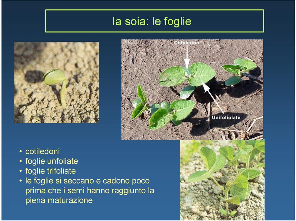 si seccano e cadono poco prima che i