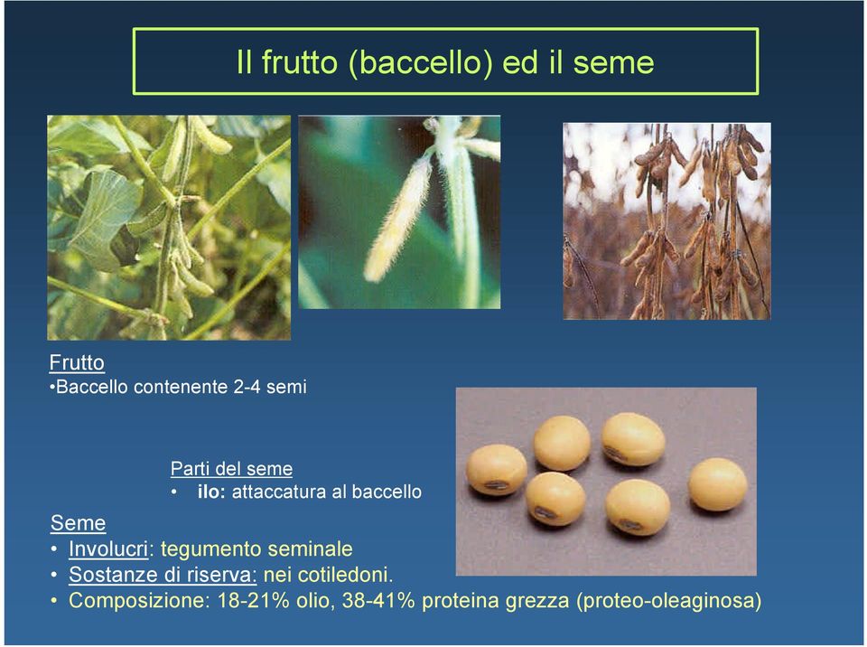 Involucri: tegumento seminale Sostanze di riserva: nei