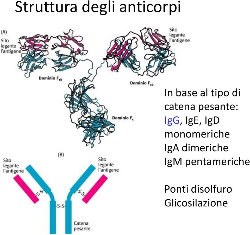 IgD monomeriche IgA dimeriche IgM