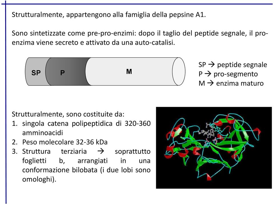 auto-catalisi. SP P M SP peptide segnale P pro-segmento M enzima maturo Strutturalmente, sono costituite da: 1.