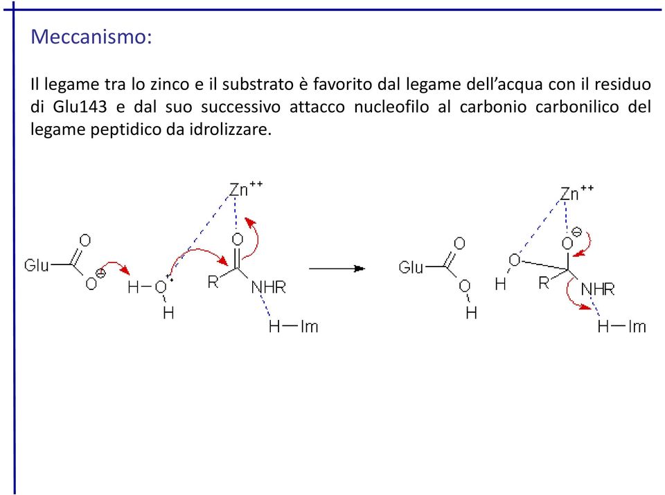 Glu143 e dal suo successivo attacco nucleofilo al