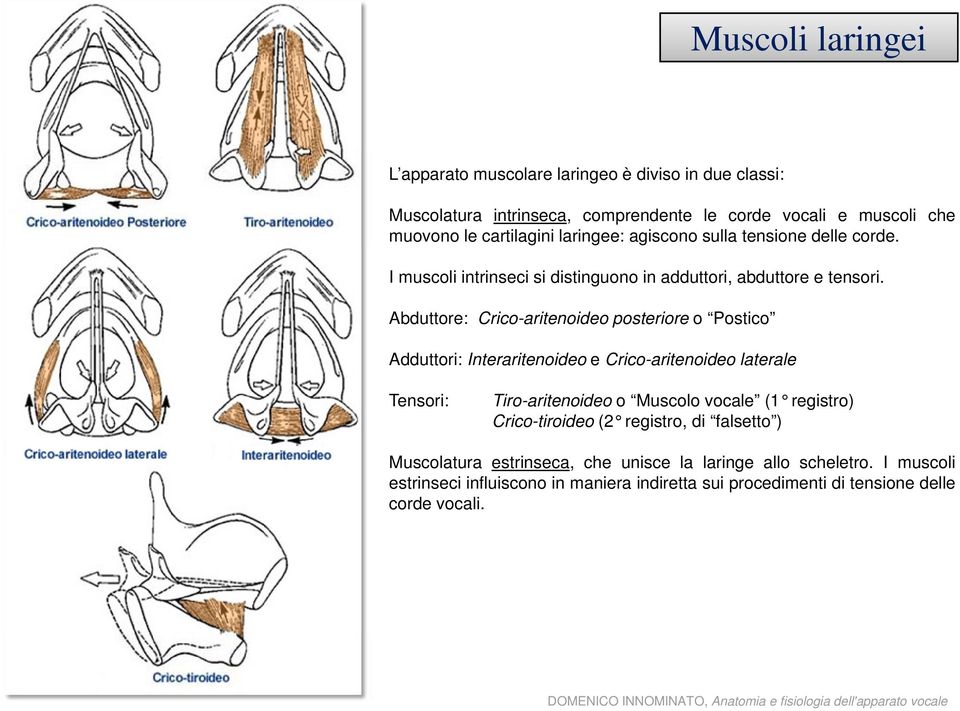 Abduttore: Crico-aritenoideo posteriore o Postico Adduttori: Interaritenoideo e Crico-aritenoideo laterale Tensori: Tiro-aritenoideo o Muscolo vocale (1