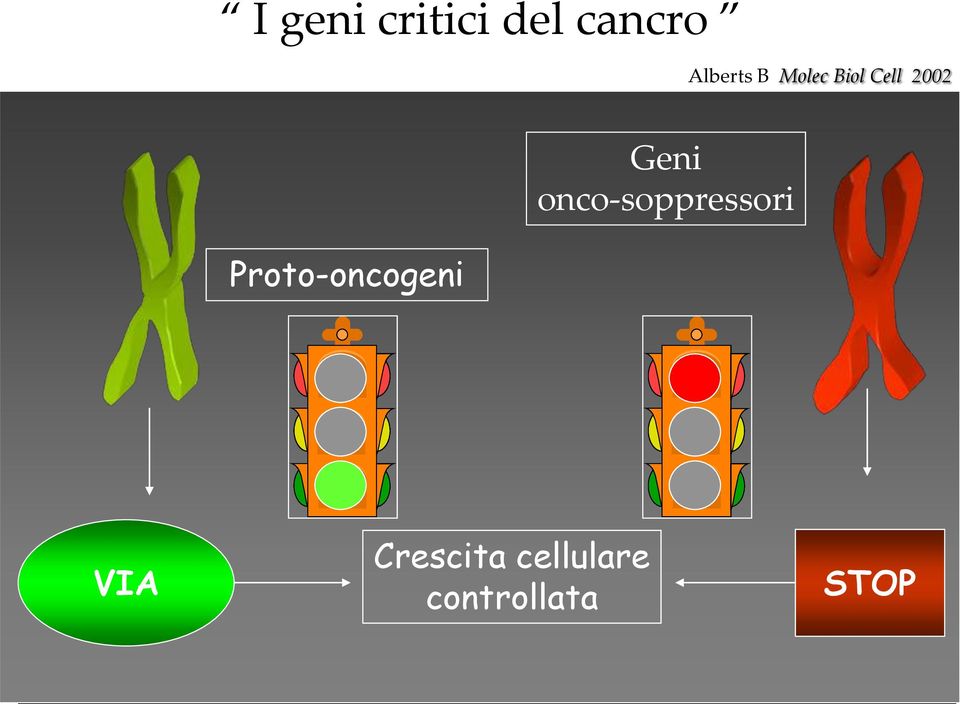 responsabili della ricombinazione meiotica e della segregazione cromosomica ALTERAZIONE Mutazioni attivanti o che diventano attivanti in date condizioni non presenti nel wt ONCOGENI Mutazioni che