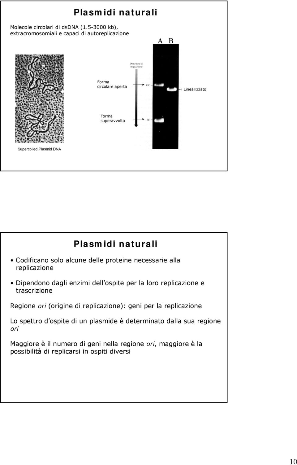 Plasmidi naturali Codificano solo alcune delle proteine necessarie alla replicazione Dipendono dagli enzimi dell ospite per la loro replicazione e