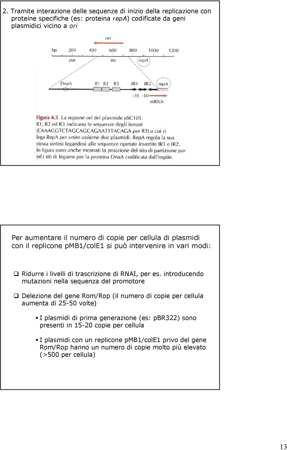 introducendo mutazioni nella sequenza del promotore Delezione del gene Rom/Rop (il numero di copie per cellula aumenta di 25-50 volte) I plasmidi di prima generazione