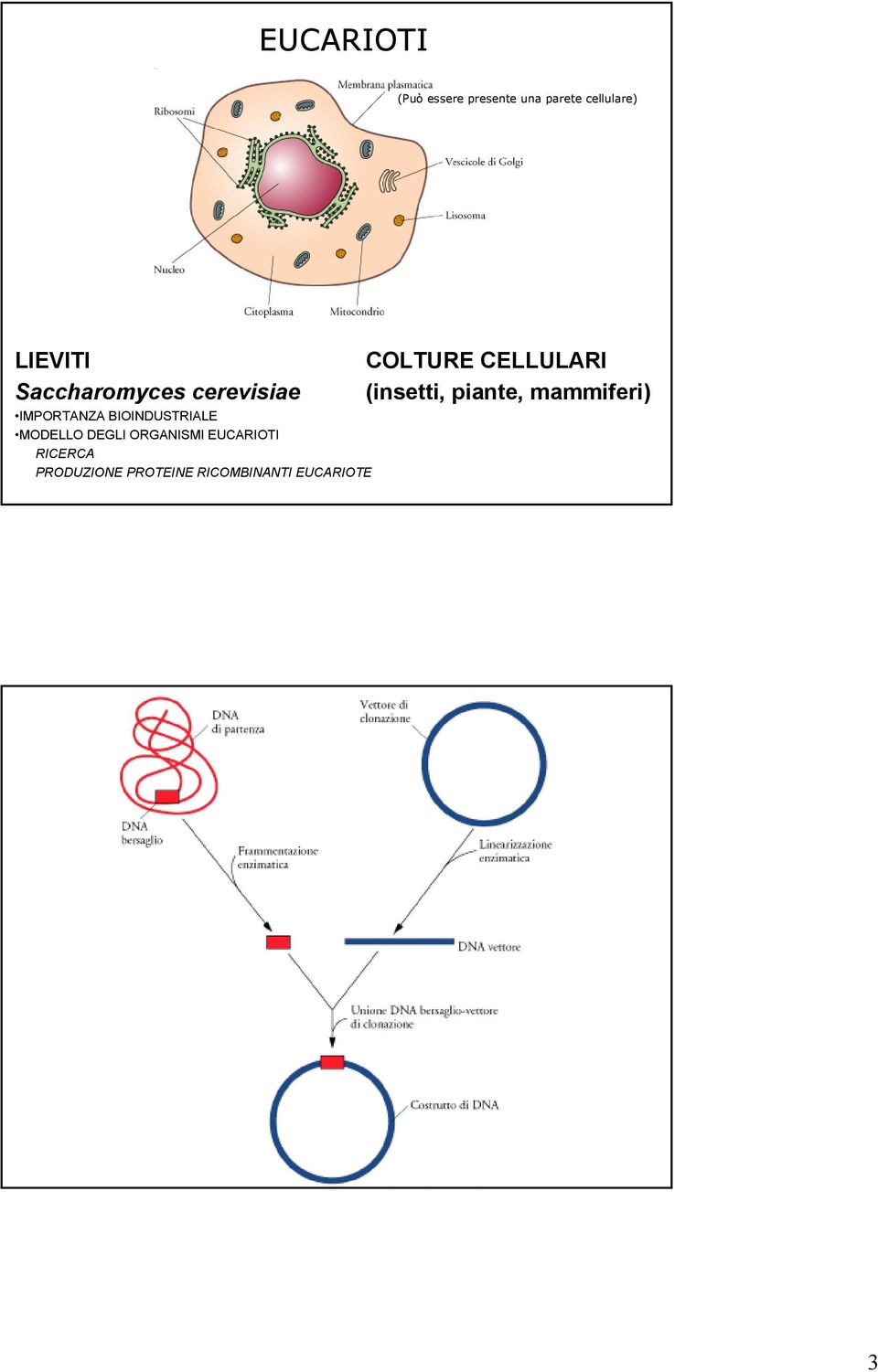 DEGLI ORGANISMI EUCARIOTI RICERCA PRODUZIONE PROTEINE