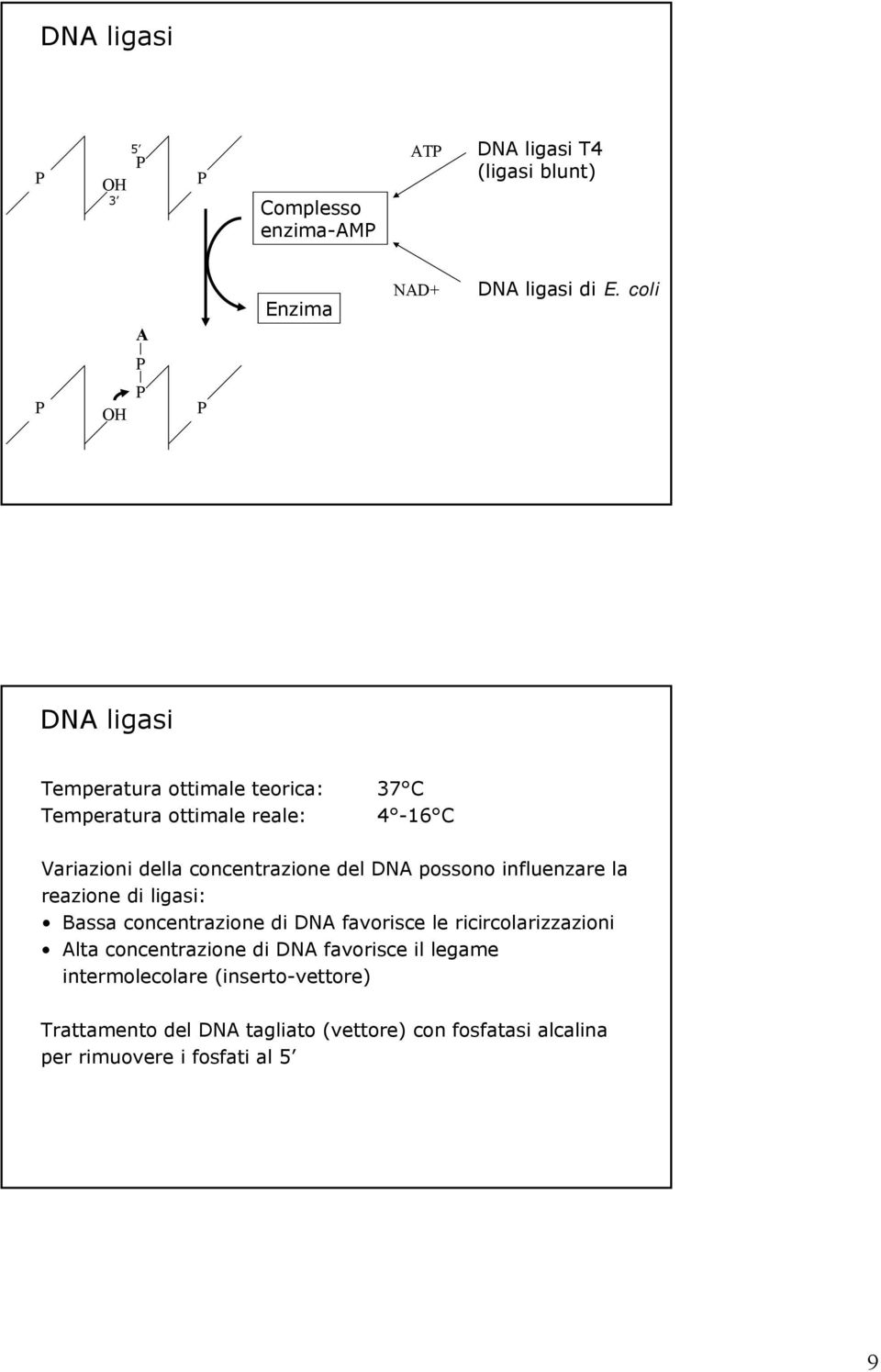 del DNA possono influenzare la reazione di ligasi: Bassa concentrazione di DNA favorisce le ricircolarizzazioni Alta