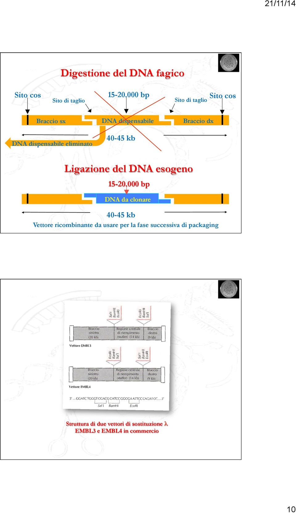 40-45 kb Braccio dx Ligazione del DNA esogeno 15-20.