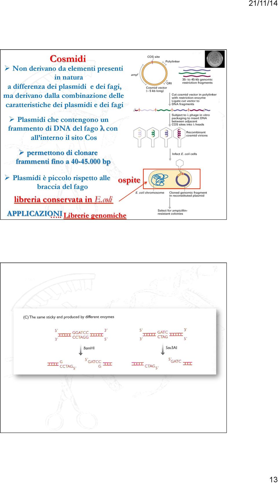 DNA del fago λ con all interno il sito Cos Ø permettono di clonare frammenti fino a 40-45.