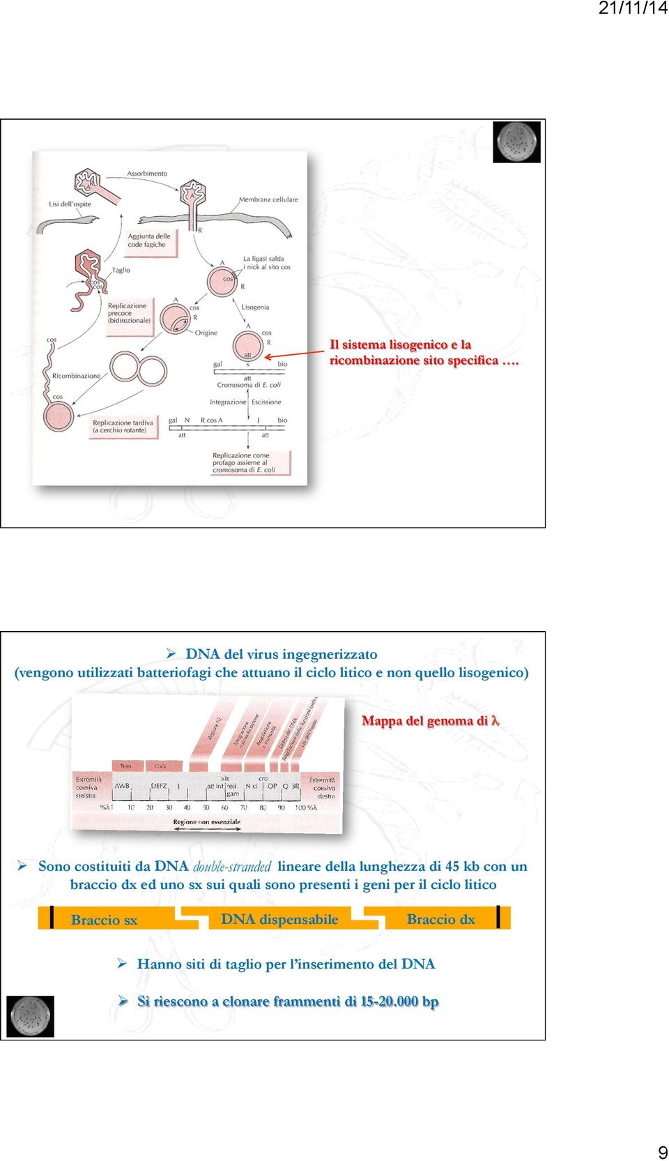 del genoma di λ Ø Sono costituiti da DNA double-stranded lineare della lunghezza di 45 kb con un braccio dx ed uno sx sui