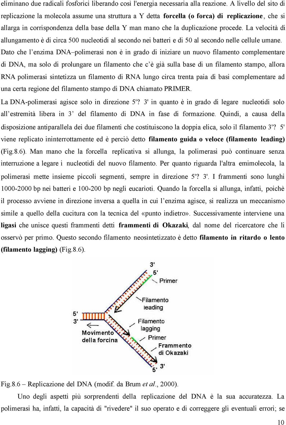 procede. La velocità di allungamento è di circa 500 nucleotidi al secondo nei batteri e di 50 al secondo nelle cellule umane.