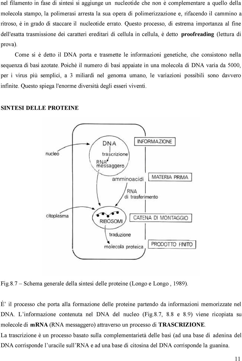 Questo processo, di estrema importanza al fine dell'esatta trasmissione dei caratteri ereditari di cellula in cellula, è detto proofreading (lettura di prova).