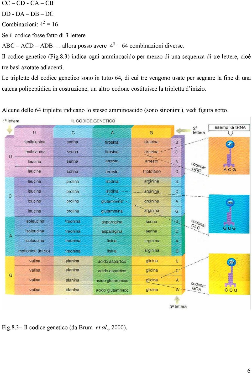 Le triplette del codice genetico sono in tutto 64, di cui tre vengono usate per segnare la fine di una catena polipeptidica in costruzione; un altro