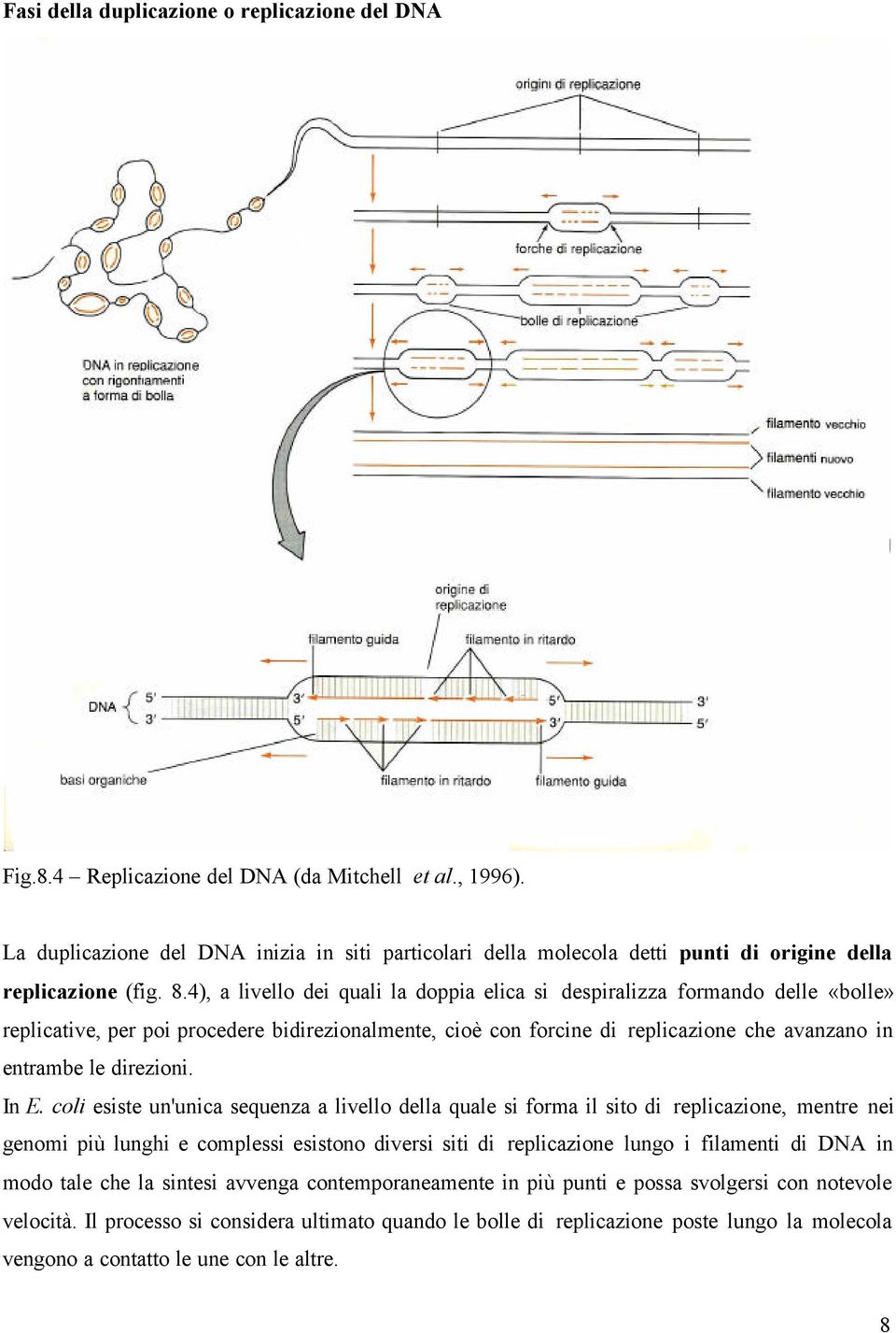 4), a livello dei quali la doppia elica si despiralizza formando delle «bolle» replicative, per poi procedere bidirezionalmente, cioè con forcine di replicazione che avanzano in entrambe le direzioni.