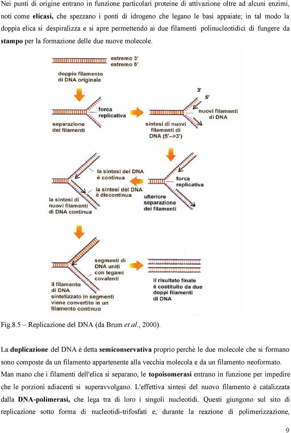 , 2000). La duplicazione del DNA è detta semiconservativa proprio perchè le due molecole che si formano sono composte da un filamento appartenente alla vecchia molecola e da un filamento neoformato.