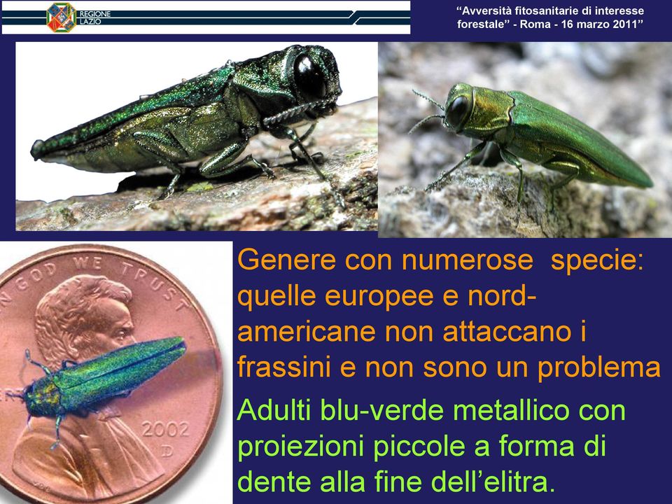 sono un problema Adulti blu-verde metallico con