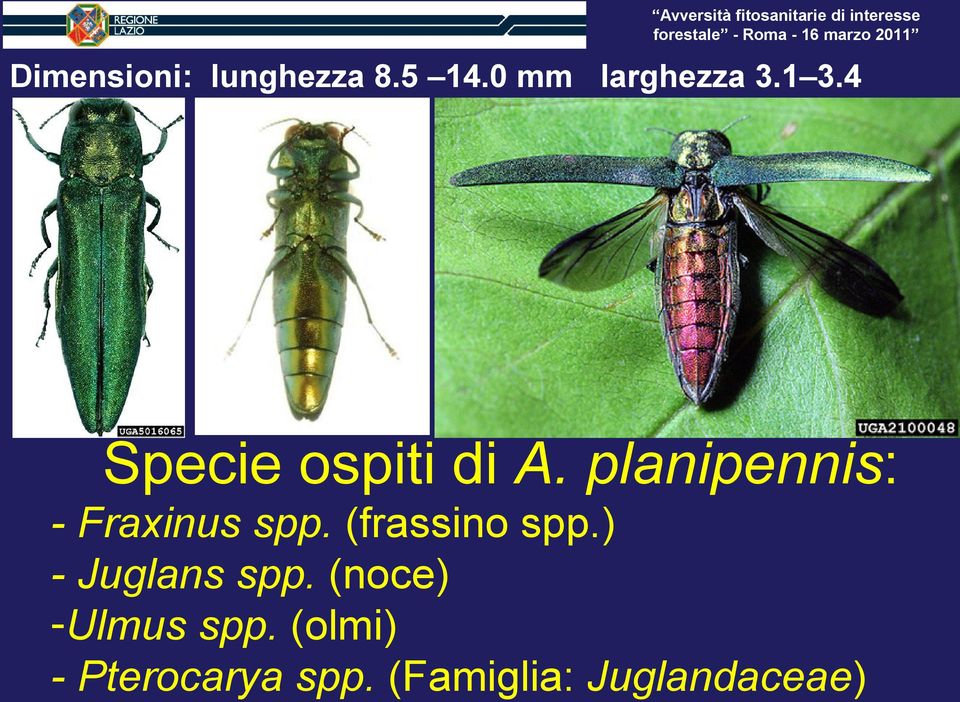 (frassino spp.) - Juglans spp. (noce) -Ulmus spp.