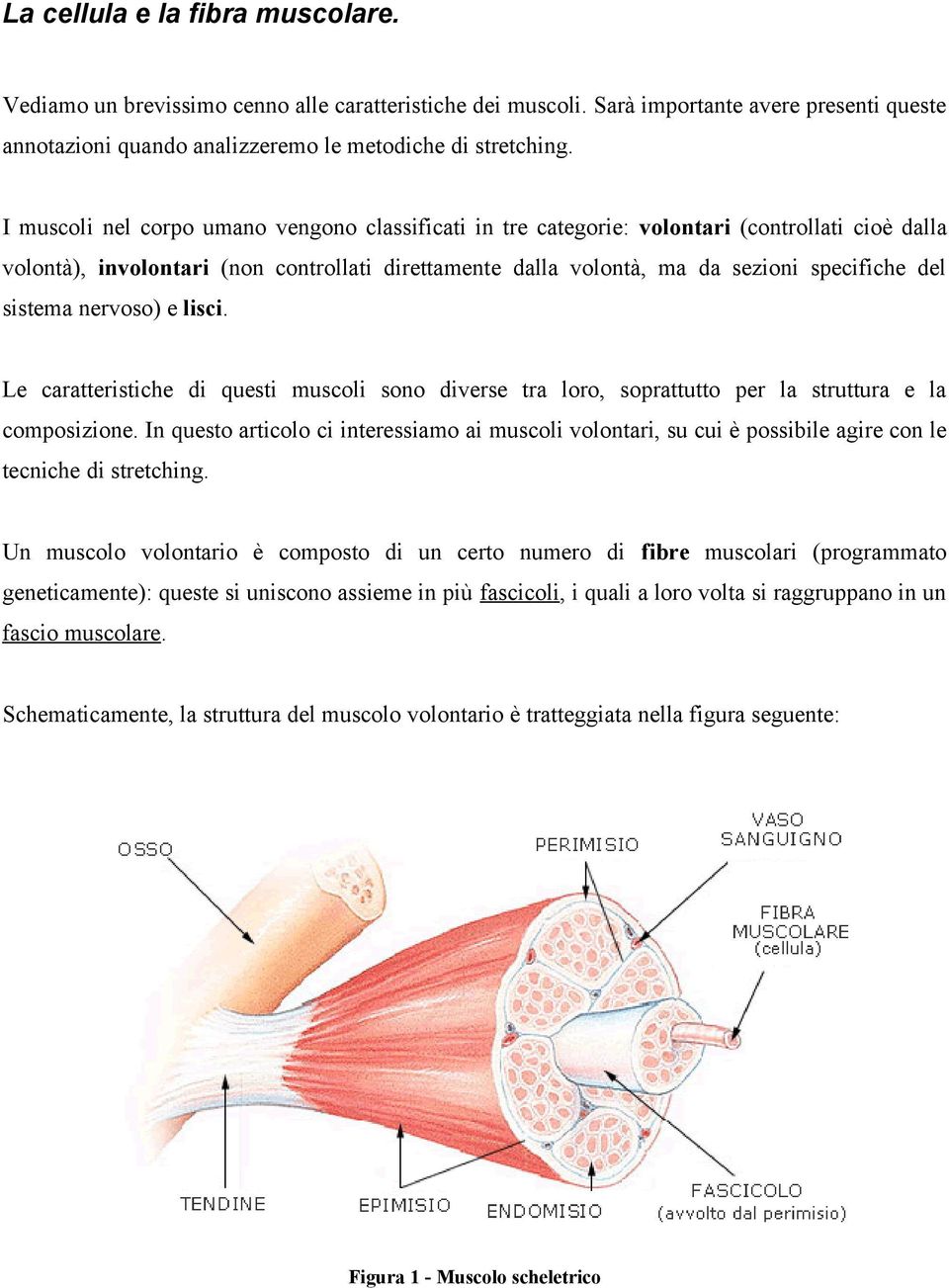 sistema nervoso) e lisci. Le caratteristiche di questi muscoli sono diverse tra loro, soprattutto per la struttura e la composizione.