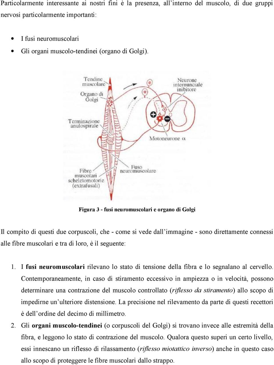 Figura 3 - fusi neuromuscolari e organo di Golgi Il compito di questi due corpuscoli, che - come si vede dall immagine - sono direttamente connessi alle fibre muscolari e tra di loro, è il seguente: