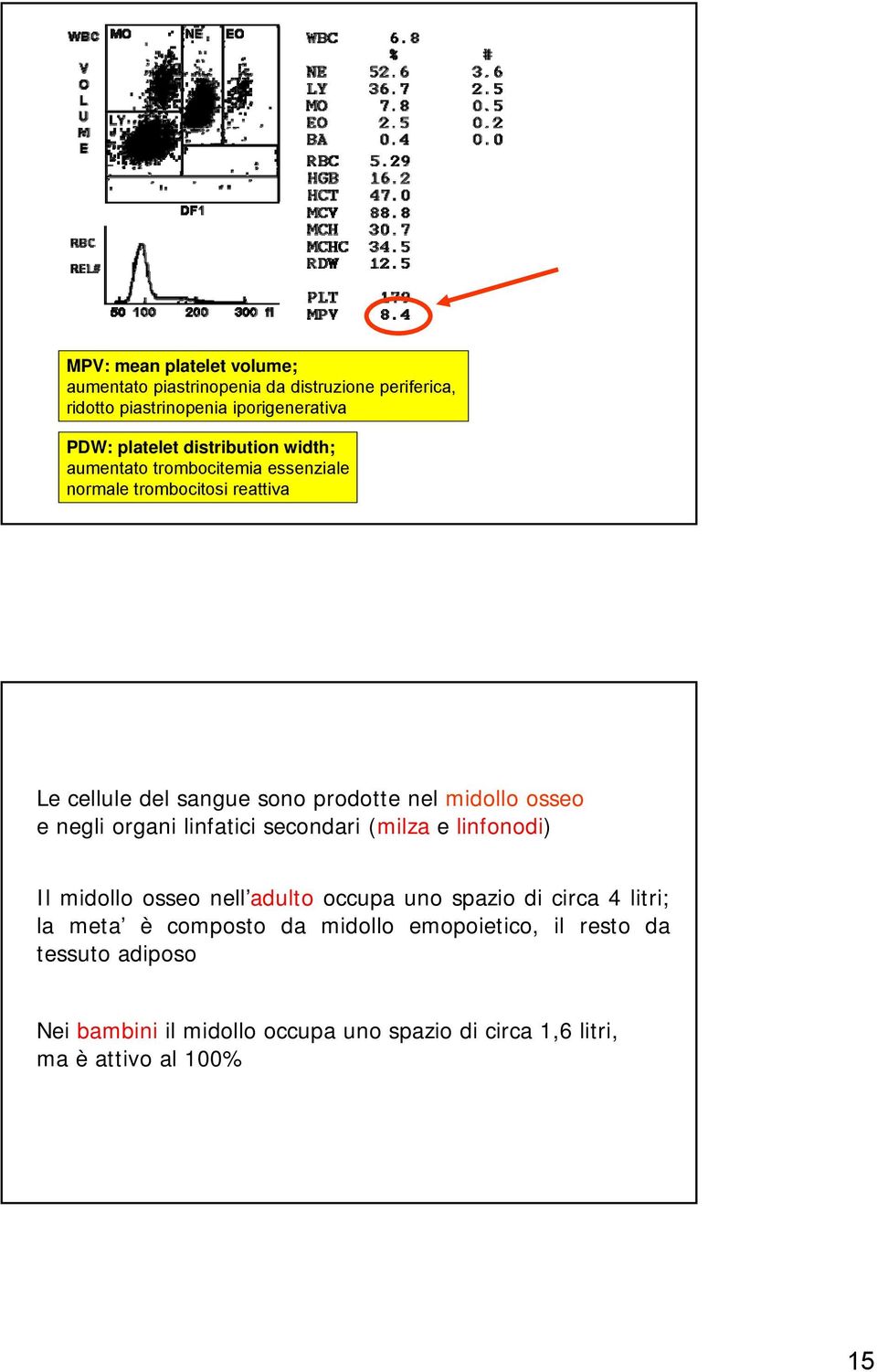 osseo e negli organi linfatici secondari (milza e linfonodi) Il midollo osseo nell adulto occupa uno spazio di circa 4 litri; la meta è