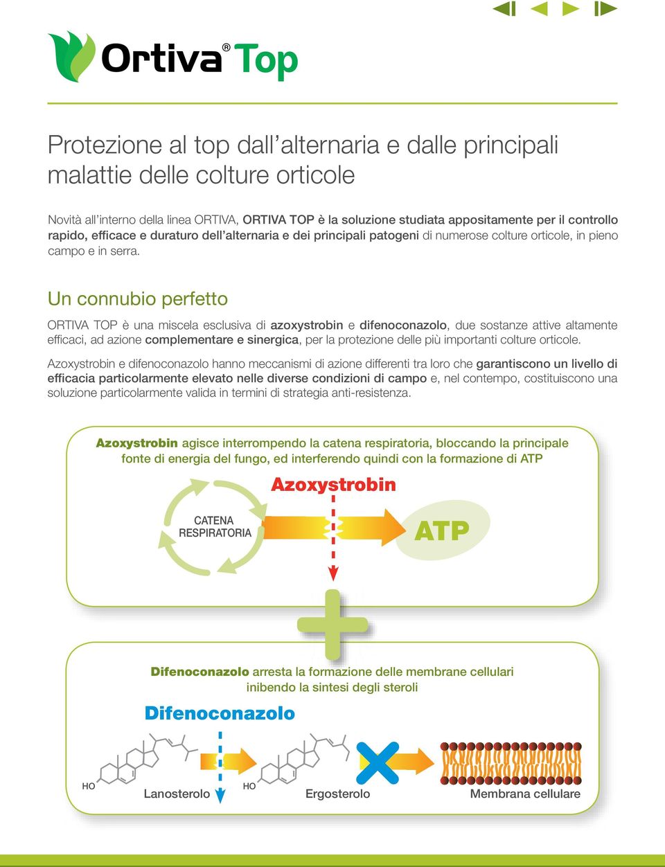 Un connubio perfetto ORTIVA TOP è una miscela esclusiva di azoxystrobin e difenoconazolo, due sostanze attive altamente efficaci, ad azione complementare e sinergica, per la protezione delle più