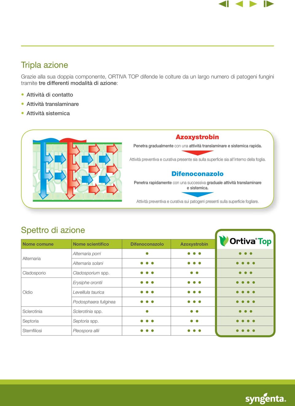 Attività preventiva e curativa presente sia sulla superficie sia all interno della foglia. Difenoconazolo Penetra rapidamente con una successiva graduale attività translaminare e sistemica.