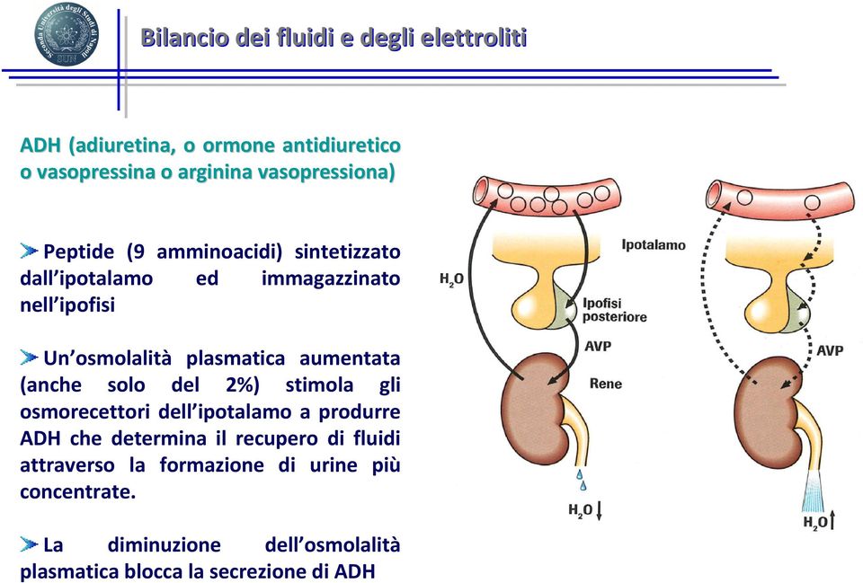 plasmatica aumentata (anche solo del 2%) stimola gli osmorecettori dell ipotalamo a produrre ADH che determina il