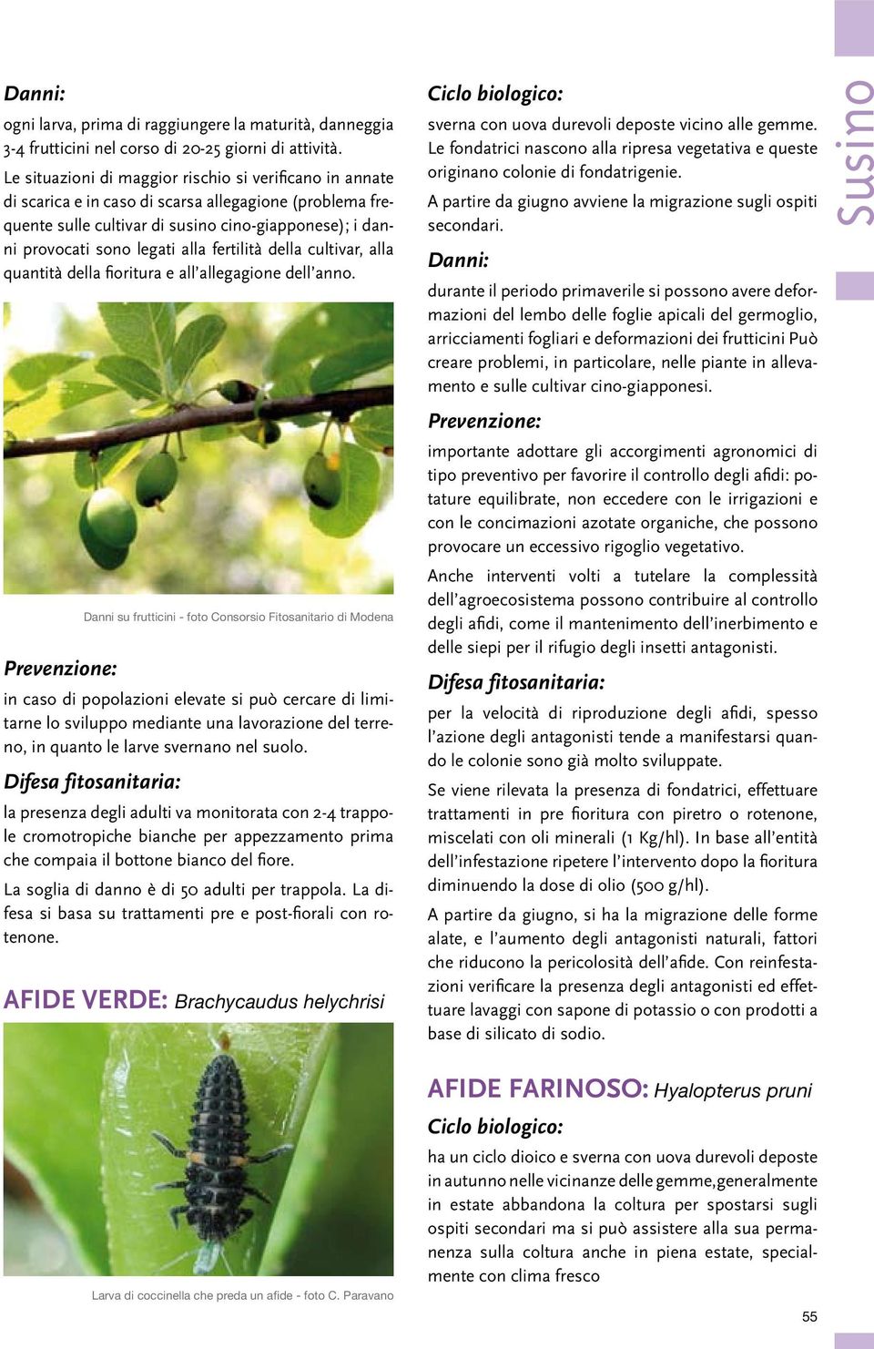 fertilità della cultivar, alla quantità della fioritura e all allegagione dell anno.