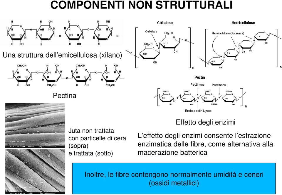 effetto degli enzimi consente l estrazione enzimatica delle fibre, come alternativa alla