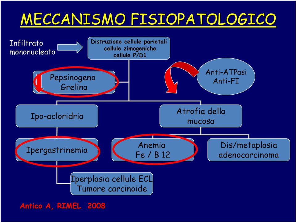 Anti-FI Ipo-acloridria Atrofia della mucosa Ipergastrinemia Anemia Fe / B 12