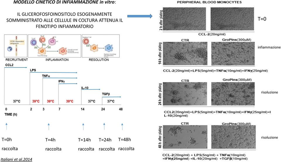 INFIAMMATORIO T=0 infiammazione risoluzione T=0h T=4h T=14h T=24h T=48h