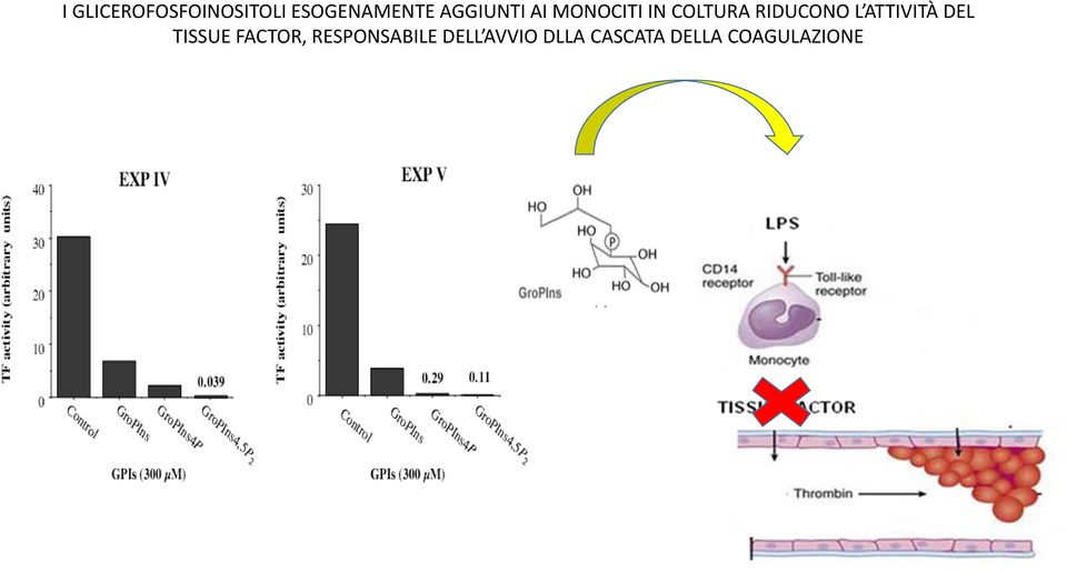 L ATTIVITÀ DEL TISSUE FACTOR,