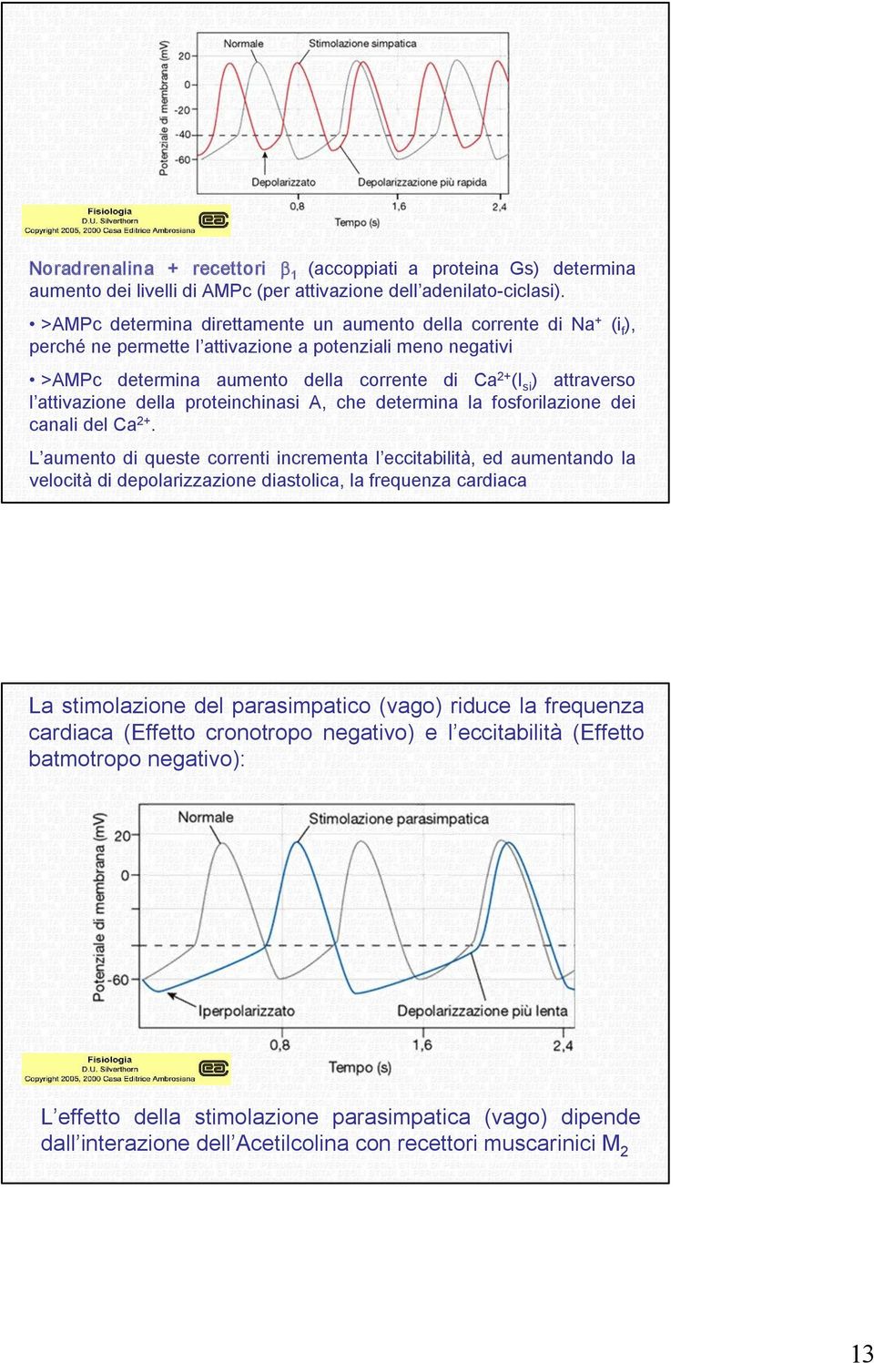 attivazione della proteinchinasi A, che determina la fosforilazione dei canali del Ca 2+.