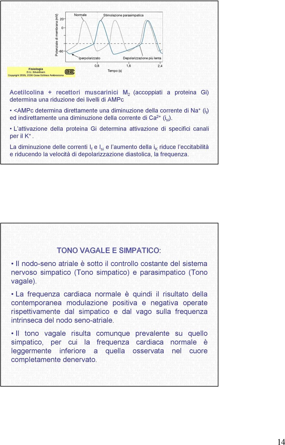 La diminuzione delle correnti I f e I si e l aumento della i K riduce l eccitabilità e riducendo la velocità di depolarizzazione diastolica, la frequenza.