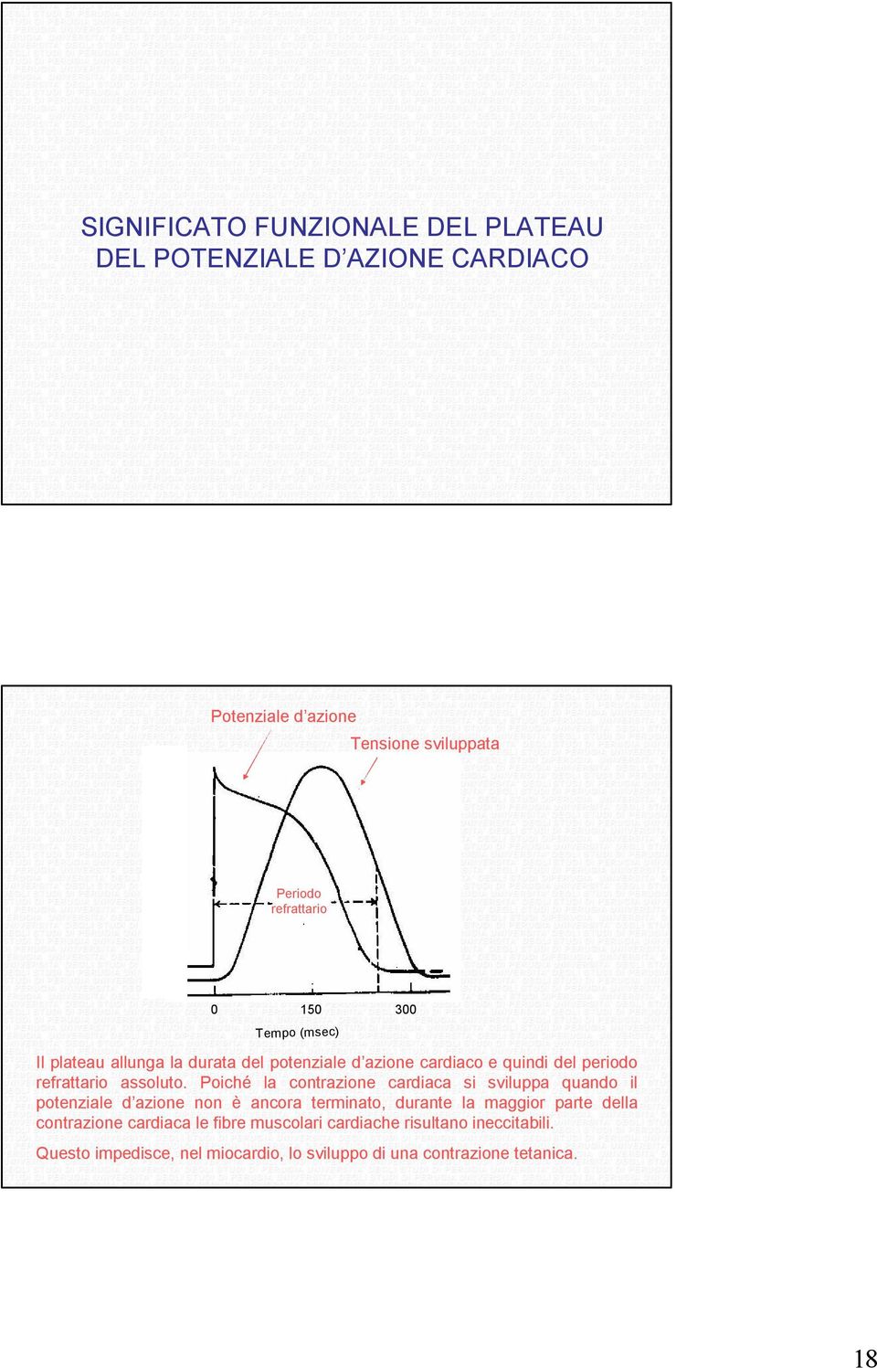 Poiché la contrazione cardiaca si sviluppa quando il potenziale d azione non è ancora terminato, durante la maggior parte della