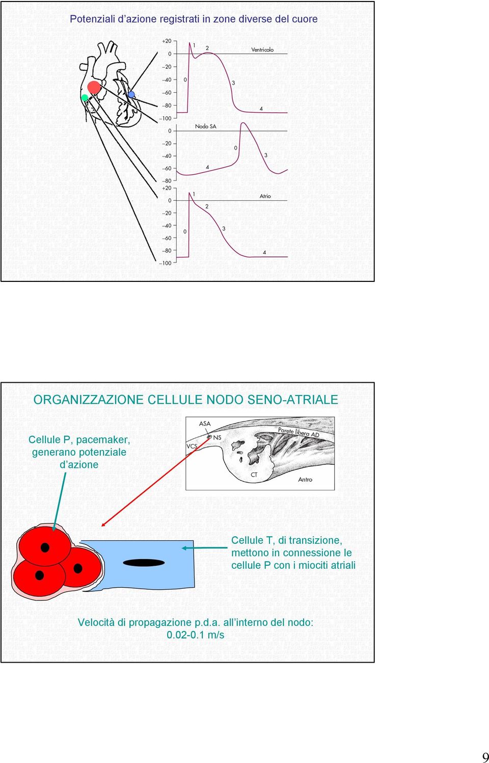 azione Cellule T, di transizione, mettono in connessione le cellule P con i