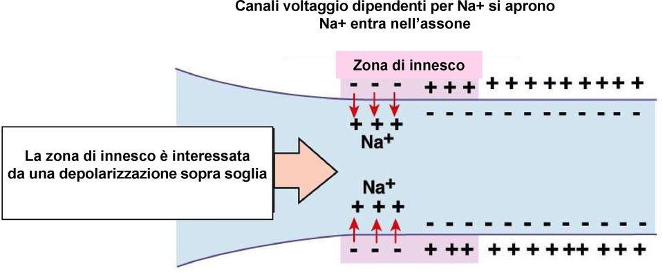 innesco La zona di innesco è