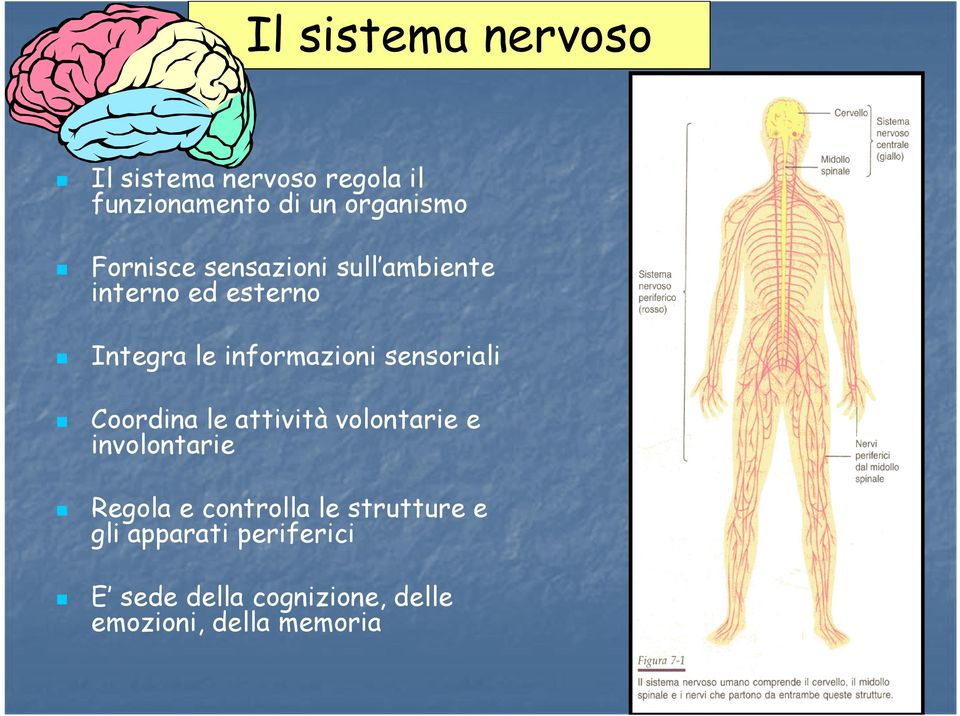 sensoriali Coordina le attività volontarie e involontarie Regola e controlla le