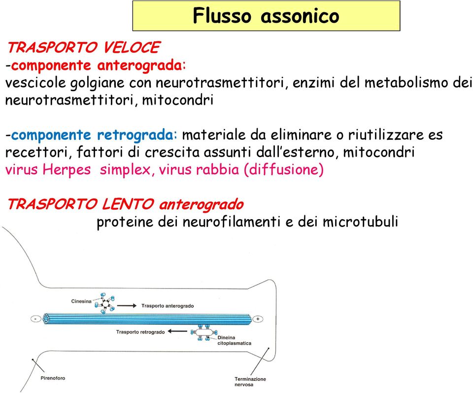 eliminare o riutilizzare es recettori, fattori di crescita assunti dall esterno, mitocondri virus