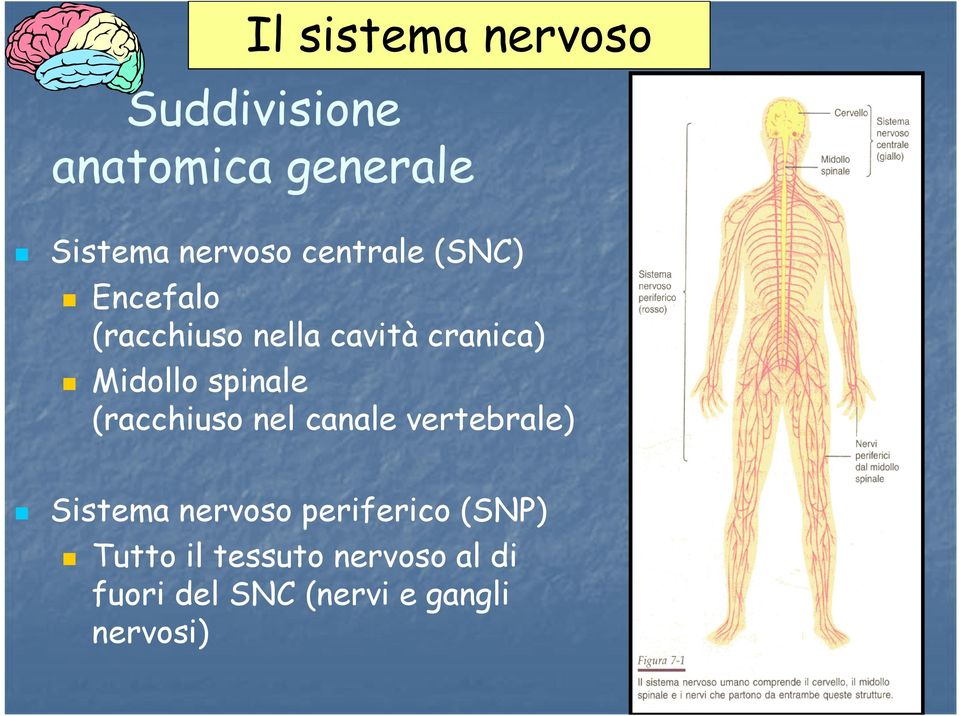 spinale (racchiuso nel canale vertebrale) Sistema nervoso periferico
