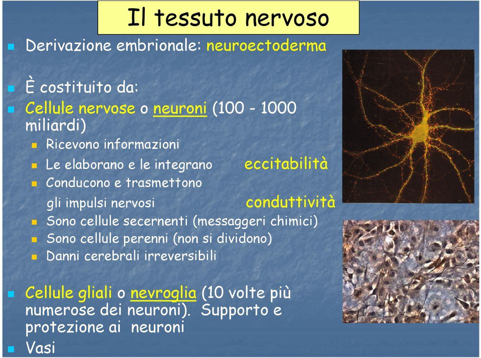 nervosi conduttività Sono cellule secernenti (messaggeri chimici) Sono cellule perenni (non si dividono) Danni