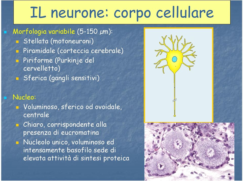 Voluminoso, sferico od ovoidale, centrale Chiaro, corrispondente alla presenza di eucromatina