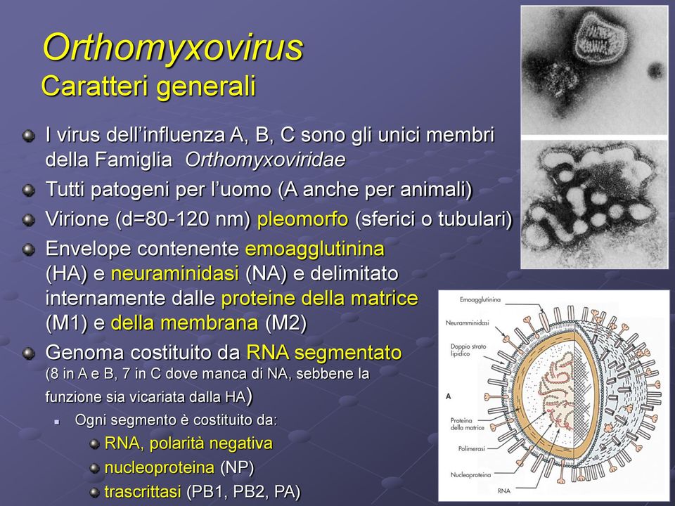 internamente dalle proteine della matrice (M1) e della membrana (M2) Genoma costituito da RNA segmentato (8 in A e B, 7 in C dove manca di