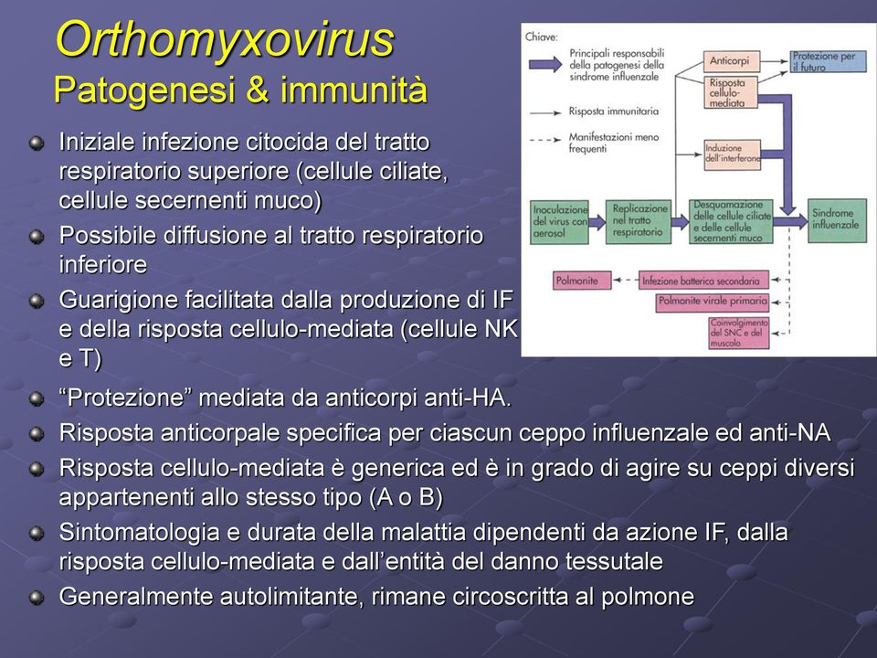 Risposta anticorpale specifica per ciascun ceppo influenzale ed anti-na Risposta cellulo-mediata è generica ed è in grado di agire su ceppi diversi appartenenti allo stesso