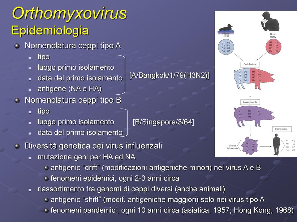 NA antigenic drift (modificazioni antigeniche minori) nei virus A e B fenomeni epidemici, ogni 2-3 anni circa riassortimento tra genomi di ceppi diversi