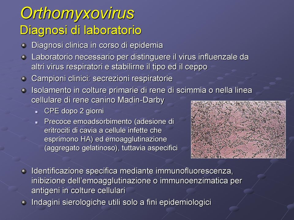 Precoce emoadsorbimento (adesione di eritrociti di cavia a cellule infette che esprimono HA) ed emoagglutinazione (aggregato gelatinoso), tuttavia aspecifici Identificazione