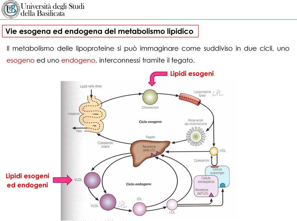 suddiviso in due cicli, uno esogeno ed uno endogeno,