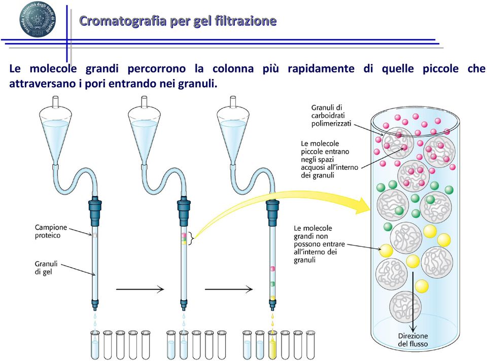 più rapidamente di quelle piccole che