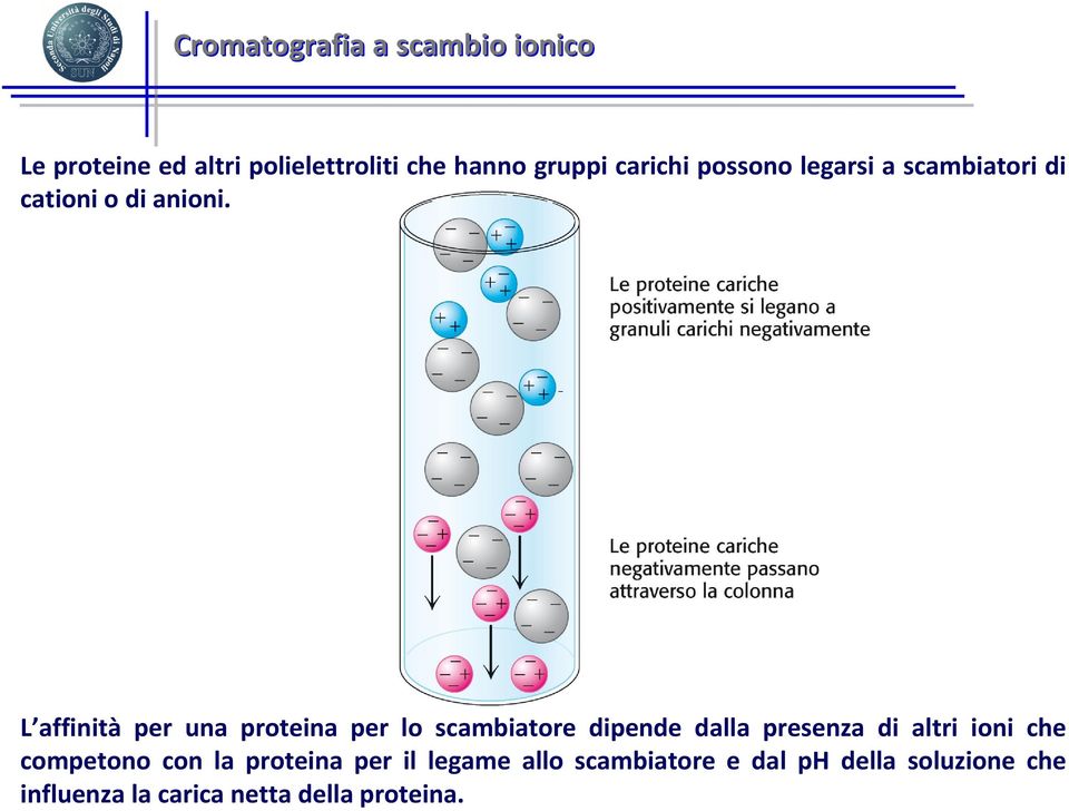 L affinità per una proteina per lo scambiatore dipende dalla presenza di altri ioni che