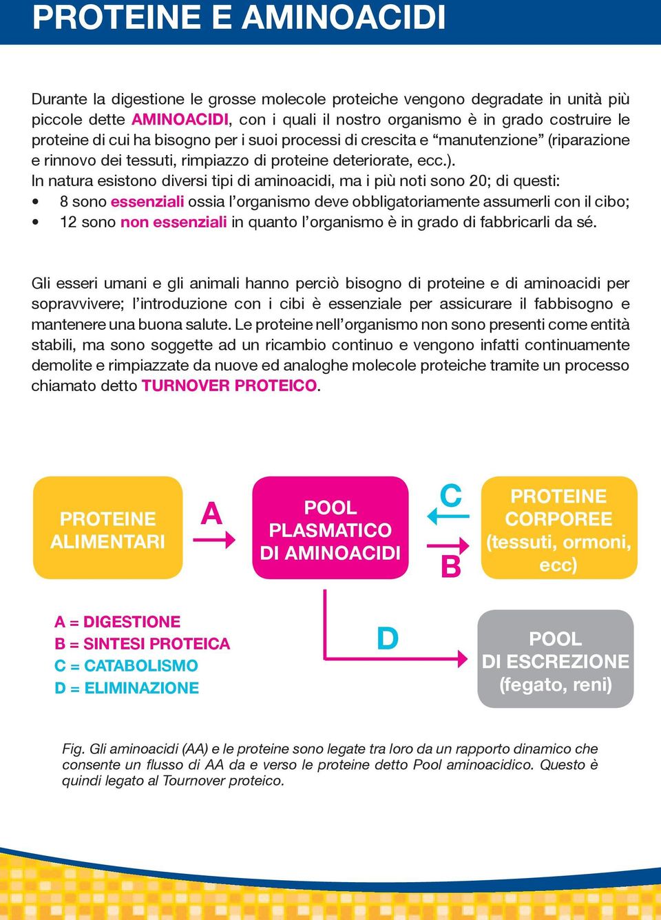 In natura esistono diversi tipi di aminoacidi, ma i più noti sono 20; di questi: 8 sono essenziali ossia l organismo deve obbligatoriamente assumerli con il cibo; 12 sono non essenziali in quanto l